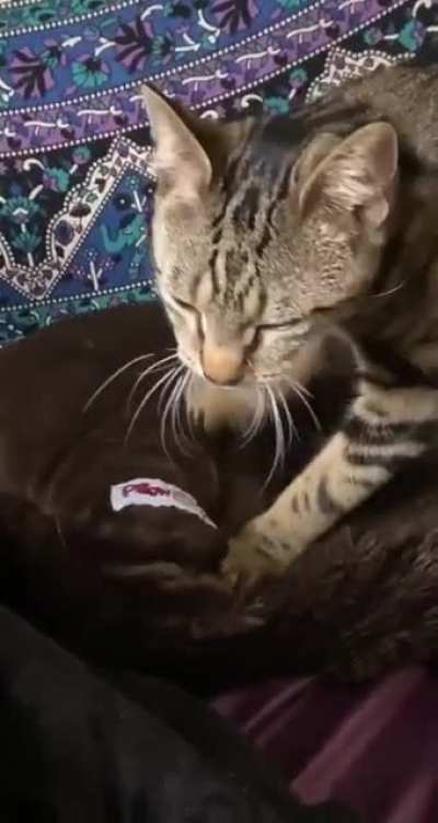 Knead for Speed