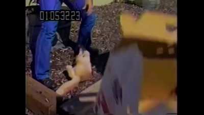 WCGW if you make Pinky angry