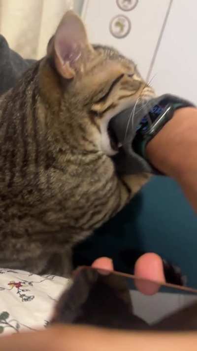 I am hungry human, gimme your hand.