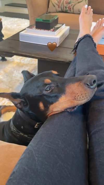 doggy