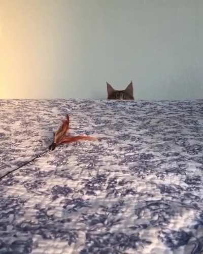 That feather never saw it coming