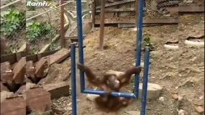 Monkey hurts itself and cries :(