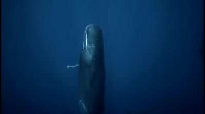 Swimming among sleeping Sperm Whales