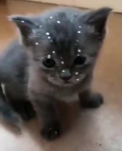 meow_irl