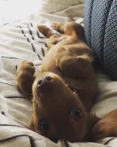 Dachshunds the funniest dogs