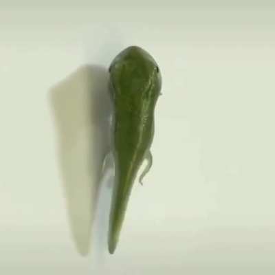 A frog&rsquo;s life