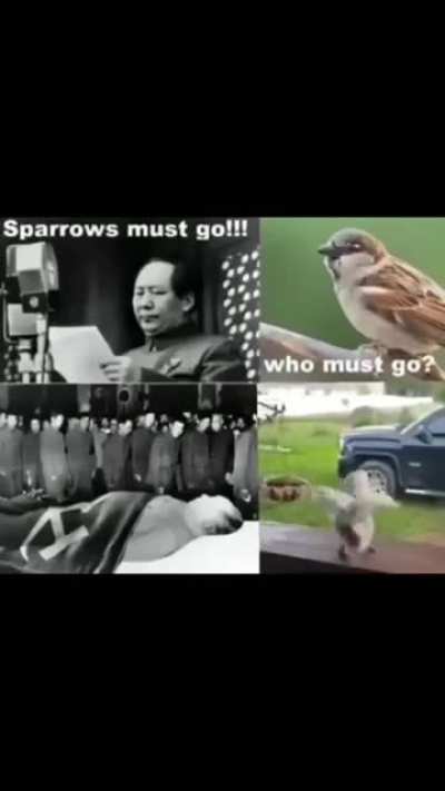 Losing to a bird 😂