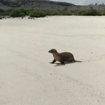 SeAl doEs aN Ooof