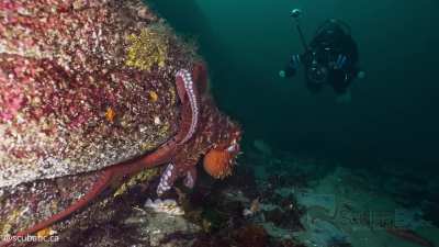 🐙 A Massive Giant Pacific Octopus From This Weekend&rsquo;s Dive [OC]