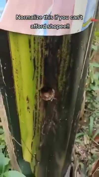Do not the tree