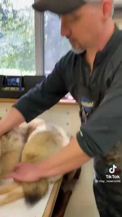 Coyote Pillow