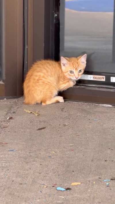 Lost kitten