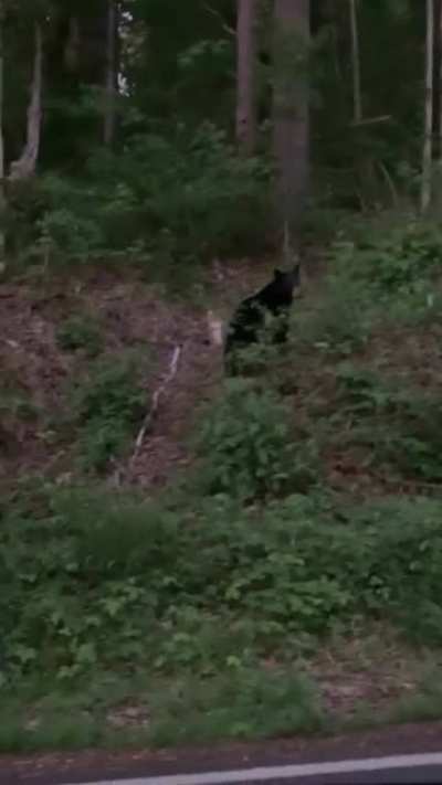 First time seeing a bear. I died.