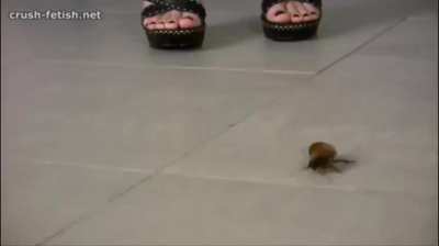 Bug Roach