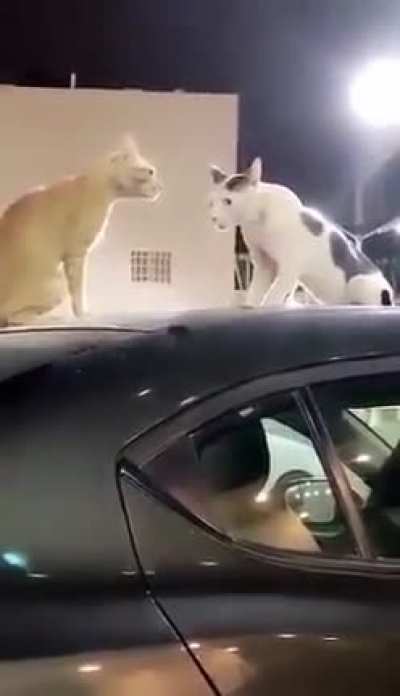Thanks, I hate being noticed by a cat