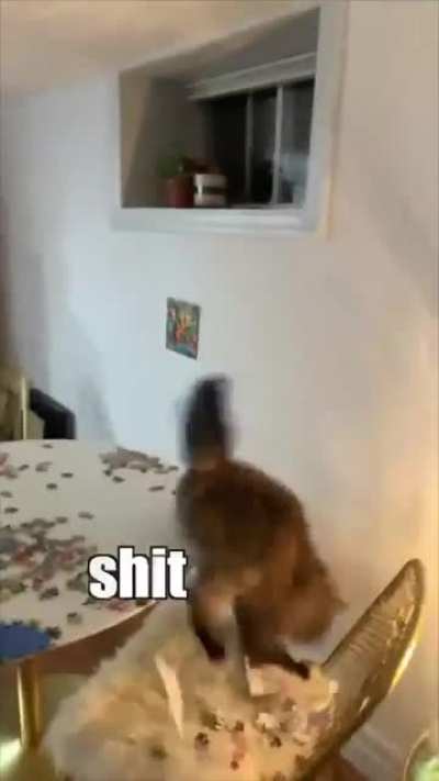 Cat Does Too Much Nip