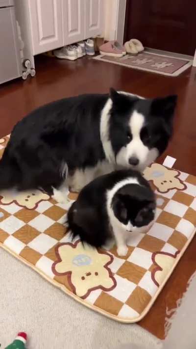 These two are adorable