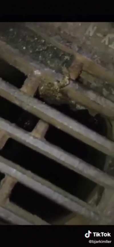 Poor froggo