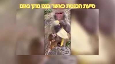 סיעת הכנסת_במ