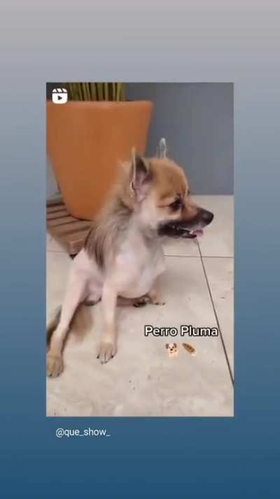 Con los perritos no