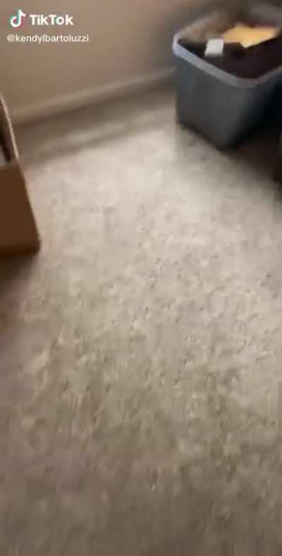 Cat.