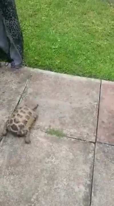 &Ouml;