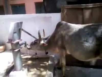 Cow using a water pump