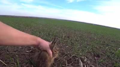 Ушастый камикадзе сидит до последнего на пути трактора / the hare kamikaze