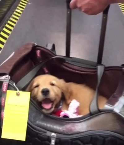 Fluffy passenger