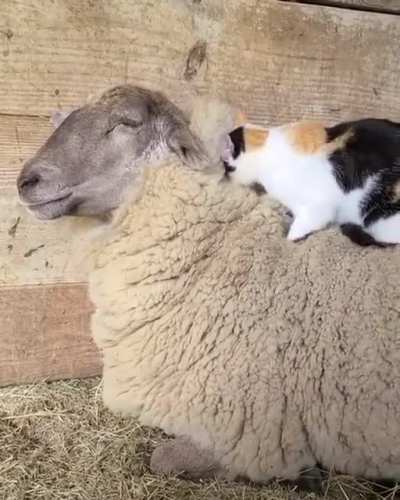 Not sure who&rsquo;s enjoying it more