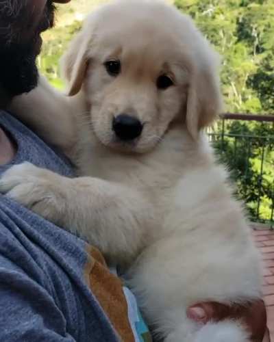 All Dog Dads After Getting A Pet They Didn't Want