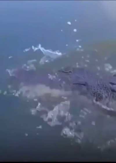 Don&rsquo;t mess with alligators!