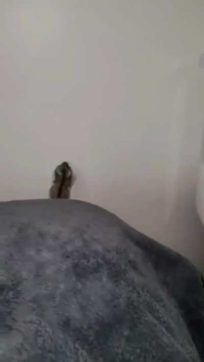 hAMSTeR AttEMpTs MuLtIpLE sUICidEs