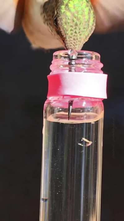 Humming bird drinking water using its tongue (slo-mo)