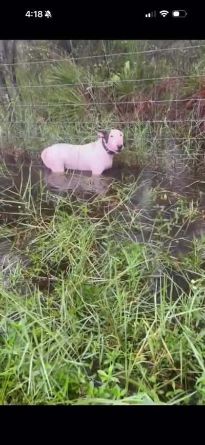 Dog tied to fence during  Hurricane Milton&rsquo;s approach rescued by Florida Highway Patrol