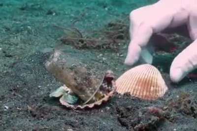 Octopus are more intelligent than we know