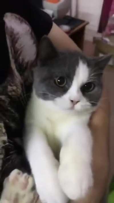 Purrfesional actor
