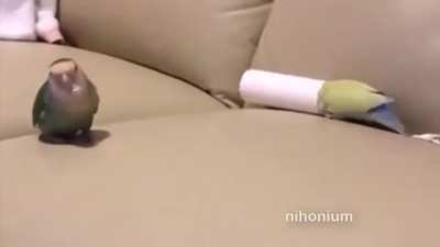 Disrespectful birb