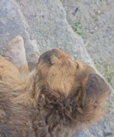 Uyuyan Yavru köpek videosu 😊