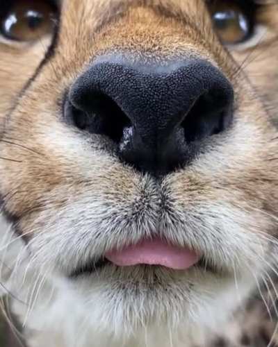 Big Cat Blep
