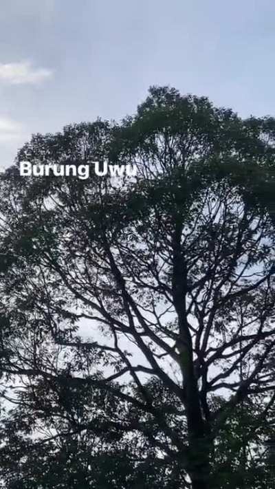 uwu bird