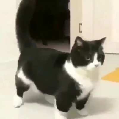 Wi Wi