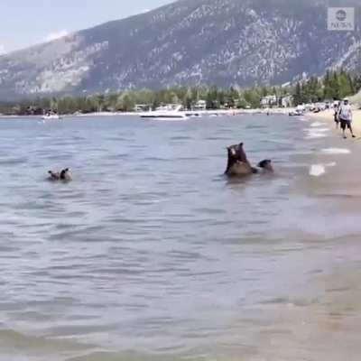 Just a bear family vacation!