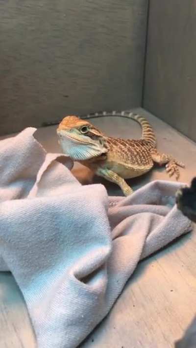 Is this normal shedding behavior?