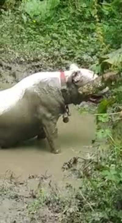 I believe she's part hippo