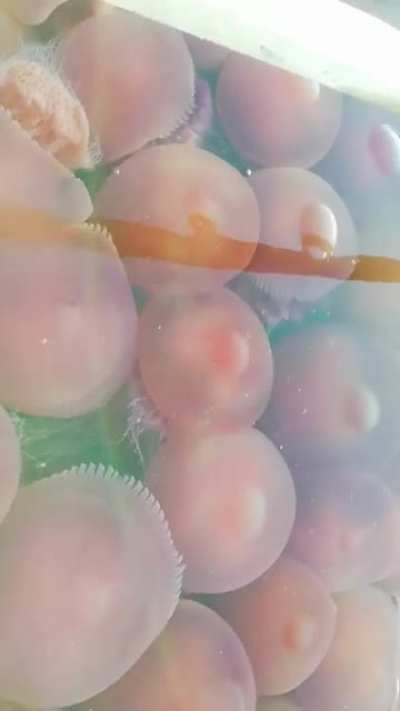 Jellyfish Apocalypse