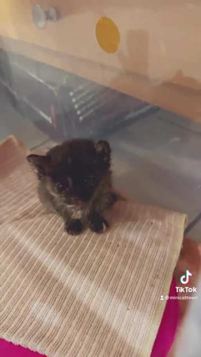Say hi to @minicattown&rsquo;s new foster Bessie Coleman!