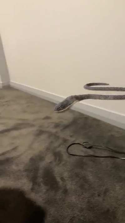 Where&rsquo;s the Snek?