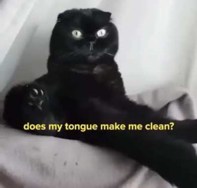 Existential cat.