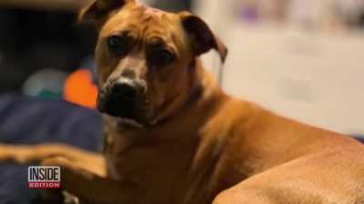 Trained Police Officer Murders Innocent Bystander Walking Her Dog.
